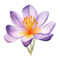Saffron flower watercolor. Illustration png