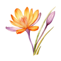 Safran fleur aquarelle. illustration ai génératif png