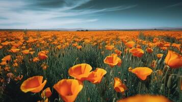 A straight on far away shot of a field of many bright orange poppy flowers with a level horizon. photo
