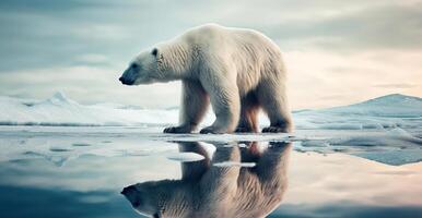 Polar bear suffer due to melting ice caused by the impact of climate change on double exposure of global warming turning arctic hotter in background. photo