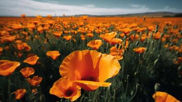 A field of many bright orange poppy flowers with a level horizon. photo