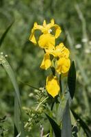 Wild Yellow Flag, Iris pseudacorus, flowering in the Welsh countryside photo