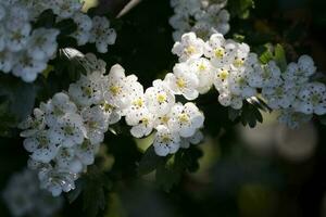 Hawthorn  tree blossom bursting into life in the warm spring sunshine photo