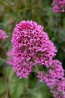 Red Valerian flowering in Polzeath, Cornwall photo