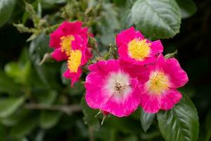 Cultivated ornamental Dog Rose flowering in Polzeath Cornwall photo