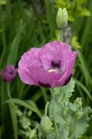 Oriental pink Poppy Papaver flowering in Padstow, Cornwall photo