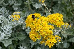 Bee on Dusty-miller, Jacobaea maritima, flowering in Polzeath Cornwall photo