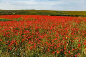 View of Poppies in bloom in a field in West Pentire Cornwall photo