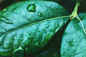 wet green blueberry bushes with drop of water close up. natural leaves background photo