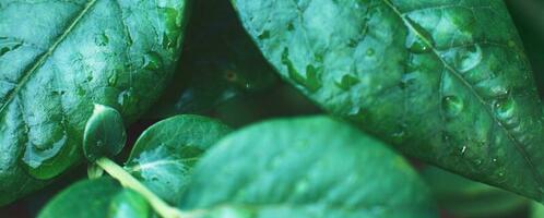 wet green blueberry bushes with drop of water close up. natural leaves background. banner photo