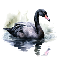 schwarz Schwan Aquarell. Illustration ai generativ png