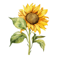 Sunflower watercolor isolated. Illustration AI Generative png