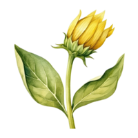 Sunflower watercolor isolated. Illustration AI Generative png