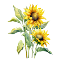 Sonnenblume Aquarell isoliert. Illustration ai generativ png