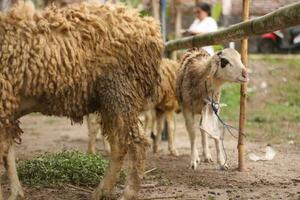 de cerca de un cabra atado a un polo acerca de a ser sacrificado para eid foto