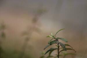 foto de salvaje plantas en el lado de el la carretera con un borroso antecedentes