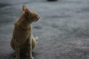 asia race cat with orange color.indonesia cat. photo