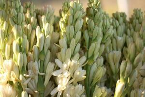 lost of tuberose flowers taken close up. photo