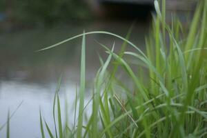 weeds next to a beautiful river. photo