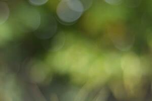 Defocused abstract background of nature. photo