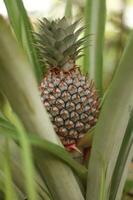 The green pineapple is still on the tree, the red pineapple fruit that is about to ripen looks attractive and is full of red thorns. photo