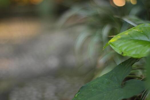 Green leaf on the blur background, top view, space for text photo