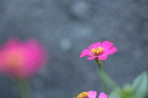 macro fotografía de un rosado Rosa adecuado para el antecedentes foto