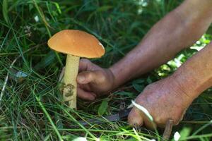 a man's hand cuts a boletus with a knife in the forest photo