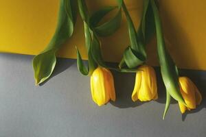 tulipanes amarillos sobre un fondo amarillo y gris con una luz dura. vista desde arriba. foto