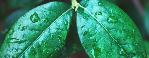 wet green blueberry bushes with drop of water close up. natural leaves background. banner photo