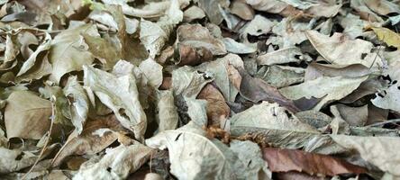 Brown leaves fall on the forest floor during autumn. Background of dry brown leafs lies  piled up on the ground. photo