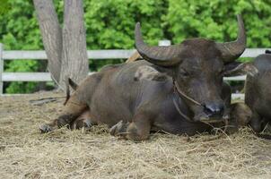 water buffalo is sitting on the brown grass. photo