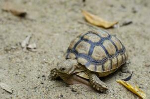 Baby turtles walk on the sand to find food and survive. photo