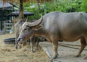 water buffalo is standing and waiting for food. photo