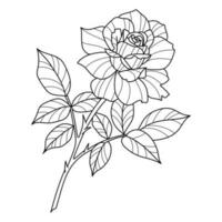 Rose vector line art illustration
