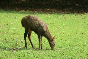 sambar ciervo rumiante en el zoo foto