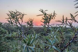 Image of the sunset over the dunes near the Dutch town of Ouddorp photo