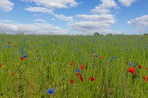 imagen de amapola campo en floración durante el día foto