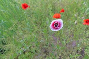 Image of poppy field in bloom during the day photo