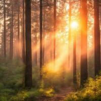 sunrise in the forest. sunrise in forest with tree. beautiful nature. photo