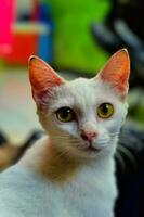 close up of cute white cat pet with blur background photo