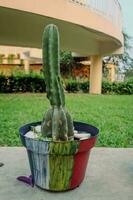 Close up photo of a cactus plant in a pot in a garden