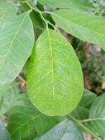 Nice Green Leaf photo