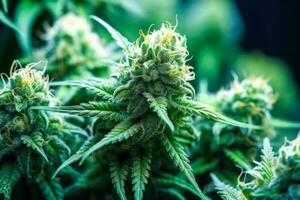 cannabis branches with a bump, close-up of a medical marijuana plant generative ai photo