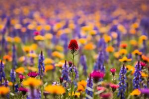 a red flower grows on the field, towering and standing out against the background of field spring flowers, the concept is different from others, original, unusual photo