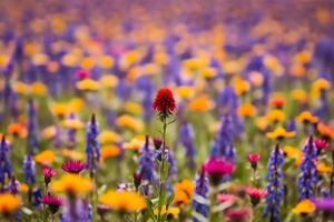 un rojo flor crece en el campo, imponente y en pie fuera en contra el antecedentes de campo primavera flores, el concepto es diferente desde otros, original, raro generativo ai foto