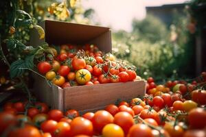 organic red tomatoes in crates photo