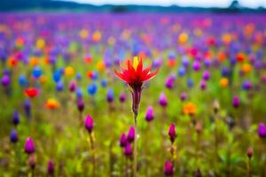 a red flower grows on the field, towering and standing out against the background of field spring flowers, the concept is different from others, original, unusual photo