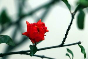 A black ant on a wood rose photo