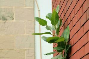 Ficus microcarpa with green leaves isolated on colorful background photo